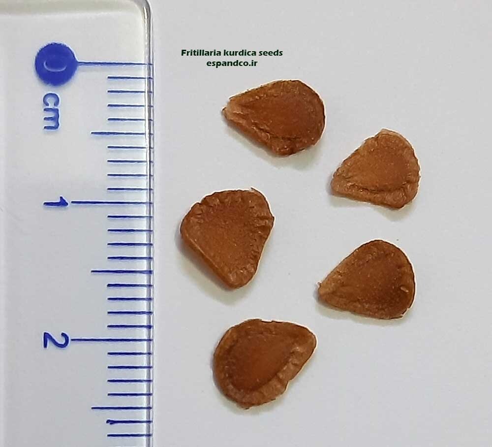  Fritillaria kurdica seeds 